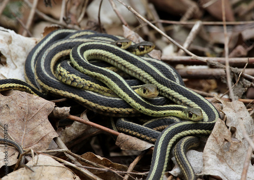 A pile of Eastern Garter Snakes (Thamnophis sirtalis sirtalis) in the leaf litter. Shot in Waterloo, Ontario, Canada.