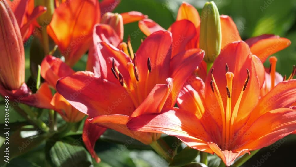 Closeup Pan Across Beautiful Asiatic Lilys In A Garden Closeup Pan Across Beautiful Asiatic Lilys In A Garden