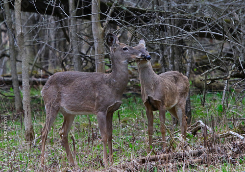 Two White-tailed Deer   Odocoileus virginianus  nuzzling.  Shot in Waterloo  Ontario  Canada.