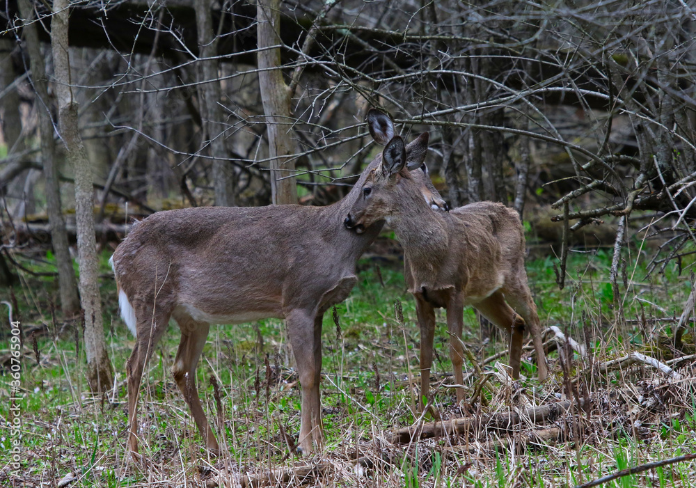 Two White-tailed Deer ((Odocoileus virginianus) nuzzling.  Shot in Waterloo, Ontario, Canada.