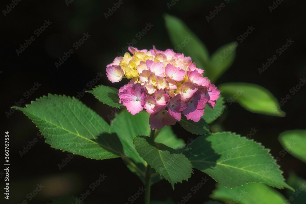 ピンク色の紫陽花です