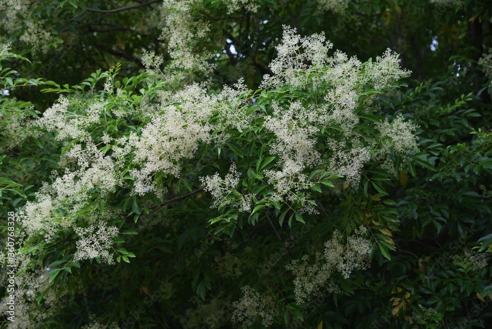 Fraxinus griffithii is an Oleaceae evergreen tree that produces many small white flowers from May to June. Fraxinus griffithii is an Oleaceae evergreen tree that produces many small white flowers from May to June.