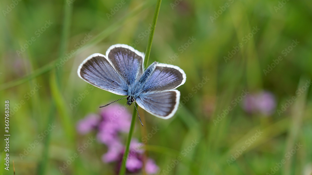 Hauhechel Bläuling Schmetterling Hauhechel Bläuling Schmetterling