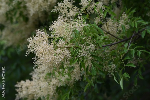 Fraxinus griffithii is an Oleaceae evergreen tree that produces many small white flowers from May to June. photo