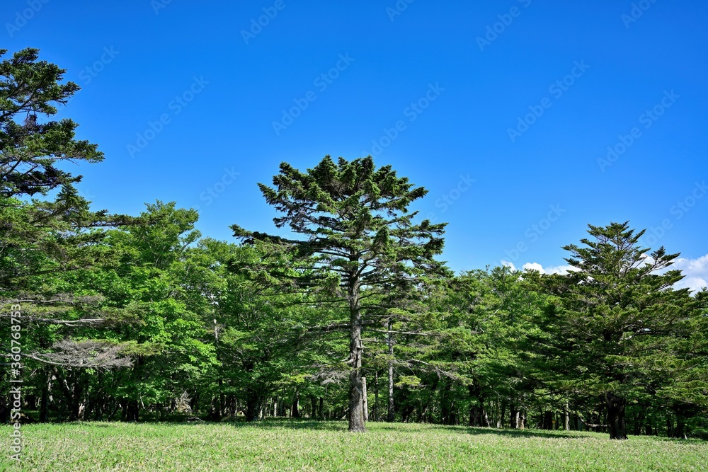 青空バックに見たトウヒの大木＠大台ヶ原山、奈良