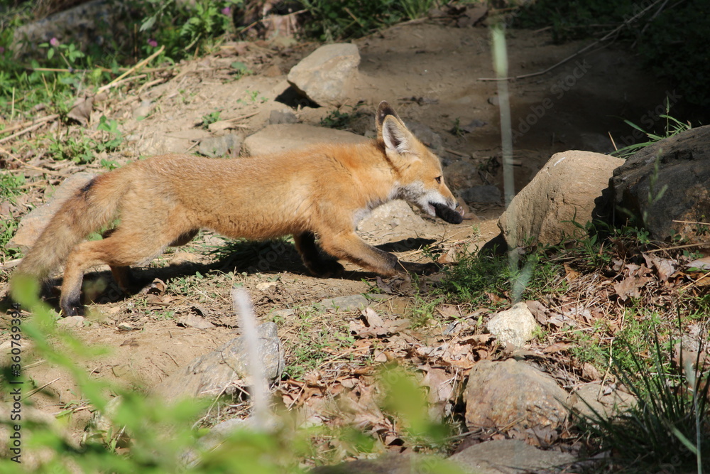 Young red fox running to its den Young red fox running to its den
