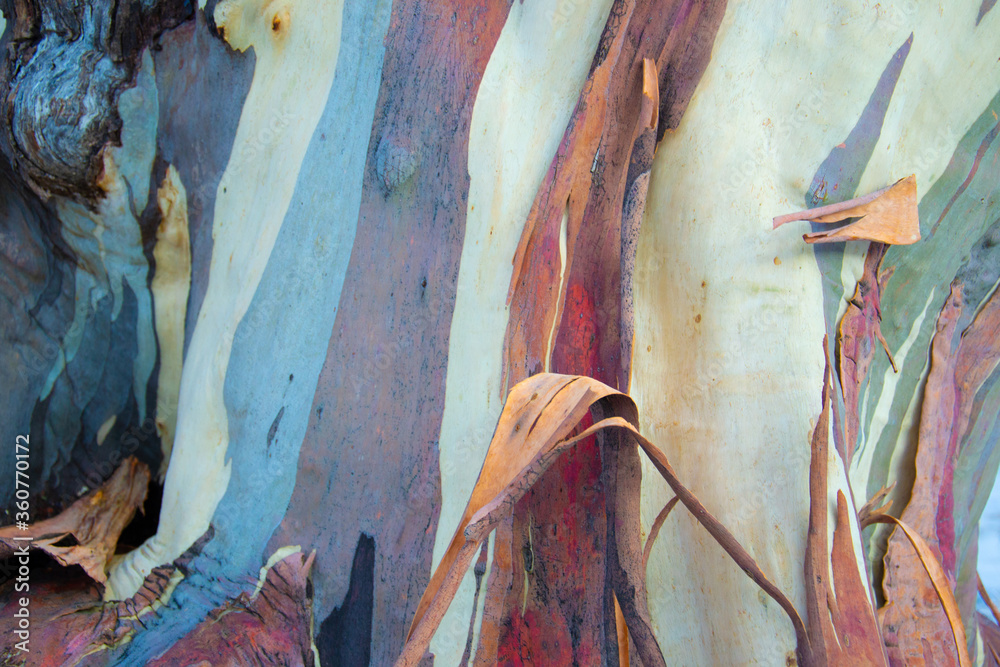 Close up tree with many beautiful colors Close up tree with many beautiful colors