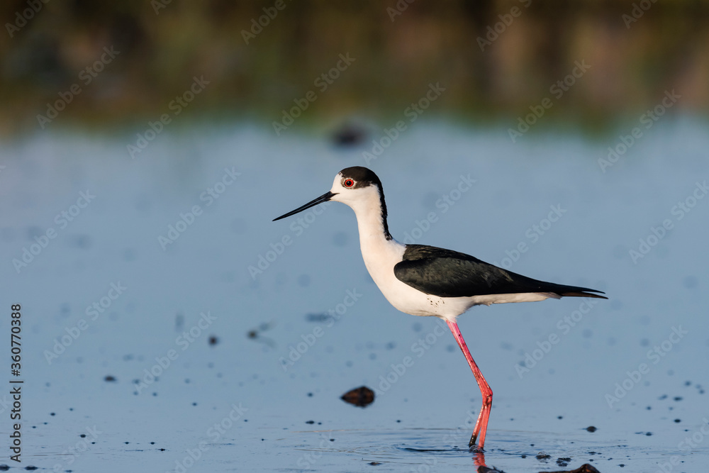 Obraz premium セイタカシギ雄成鳥(Black-winged Stilt)