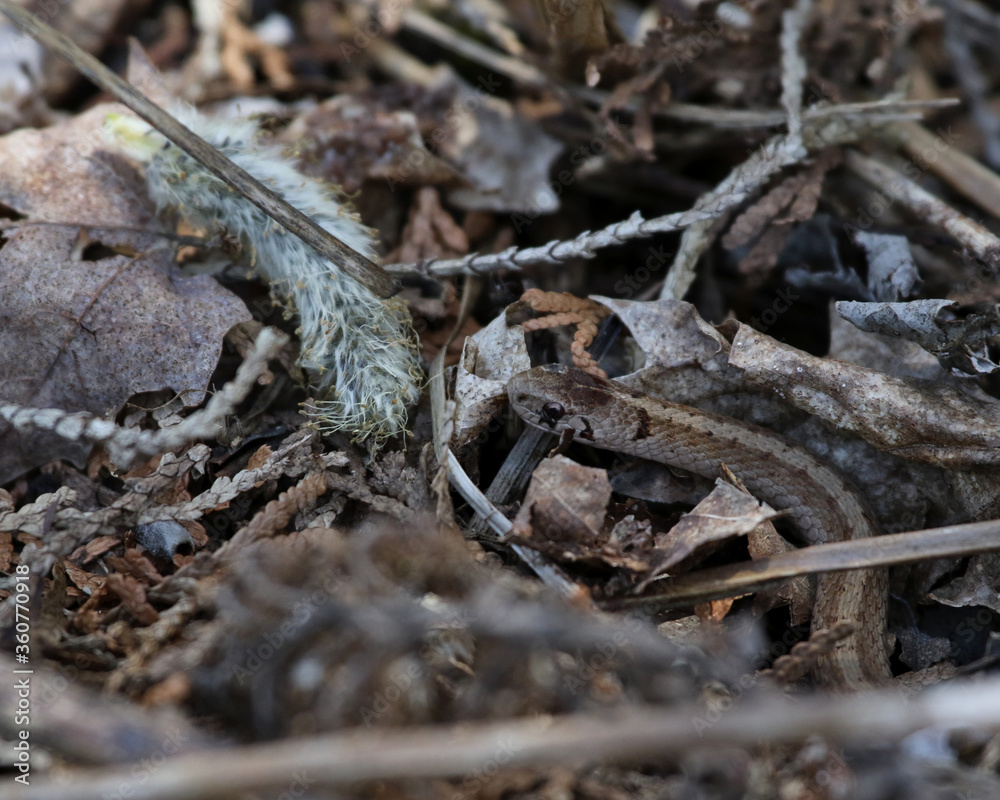 A Brown Snake (Storeria dekayi) slithering on the forest floor. Shot in Waterloo, Ontario, Canada. A Brown Snake (Storeria dekayi) slithering on the forest floor. Shot in Waterloo, Ontario, Canada.