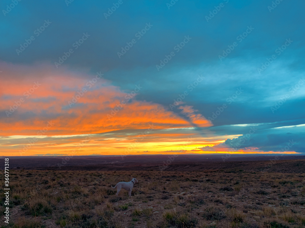 White Dog in Sunset Dispersed Camping over Green River, Wyoming