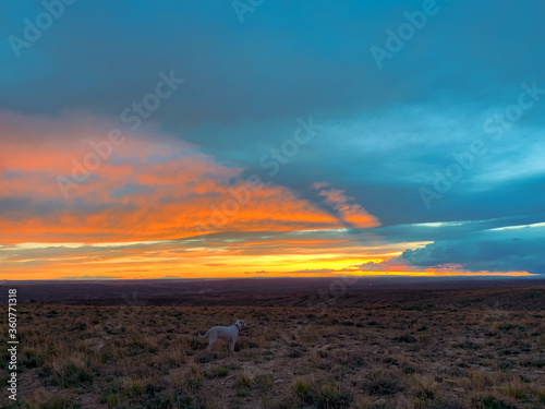 White Dog in Sunset Dispersed Camping over Green River  Wyoming