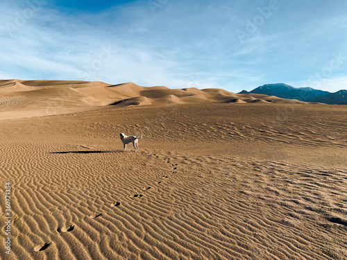 White Dog on Great Sand Dunes in Great Sand Dunes National Park in Colorado