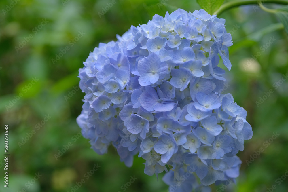 紫陽花