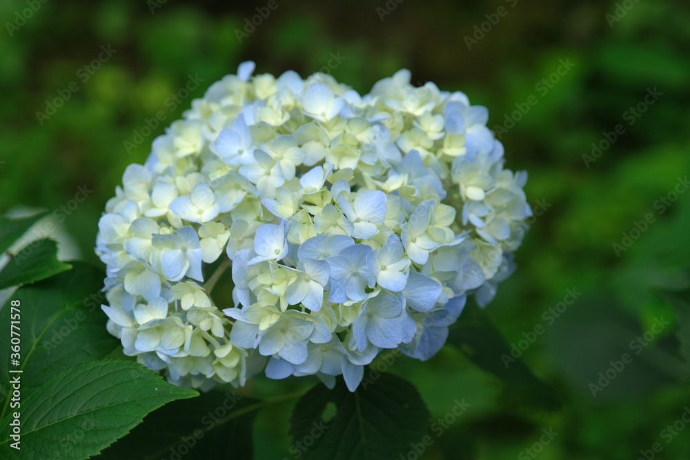 紫陽花 紫陽花