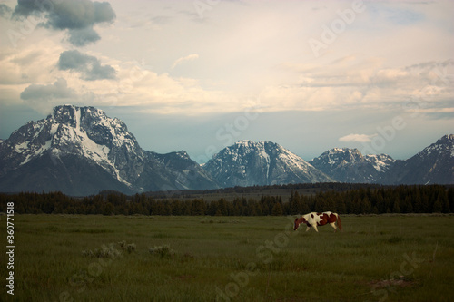 Painted Horse in a Field in Front of the Grand Teton Mountain Range