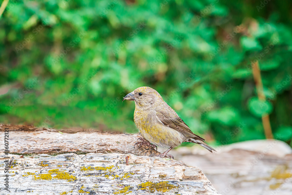 Red Crossbill Loxia Curvirostra Female Red Crossbill Loxia Curvirostra Female