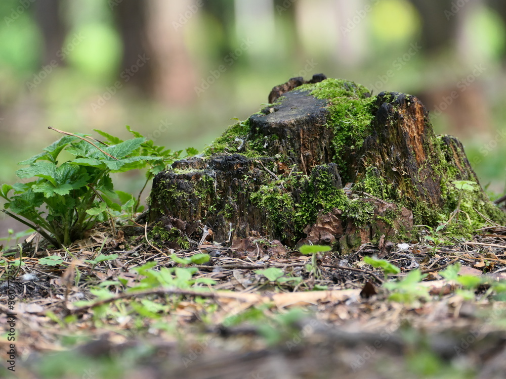 Obraz premium moss on the tree