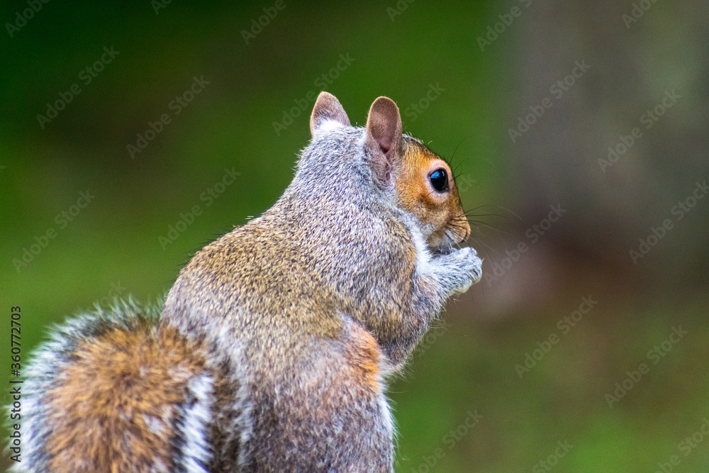 Fototapeta premium Cute Squirrel Eating