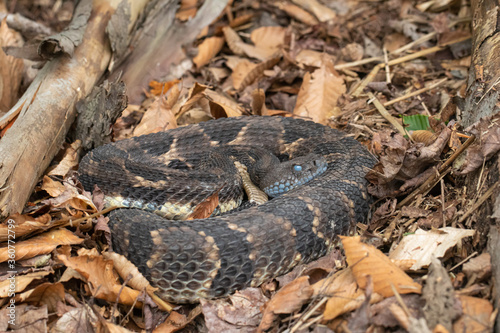 Black phase timber rattlesnake - Crotalus horridus