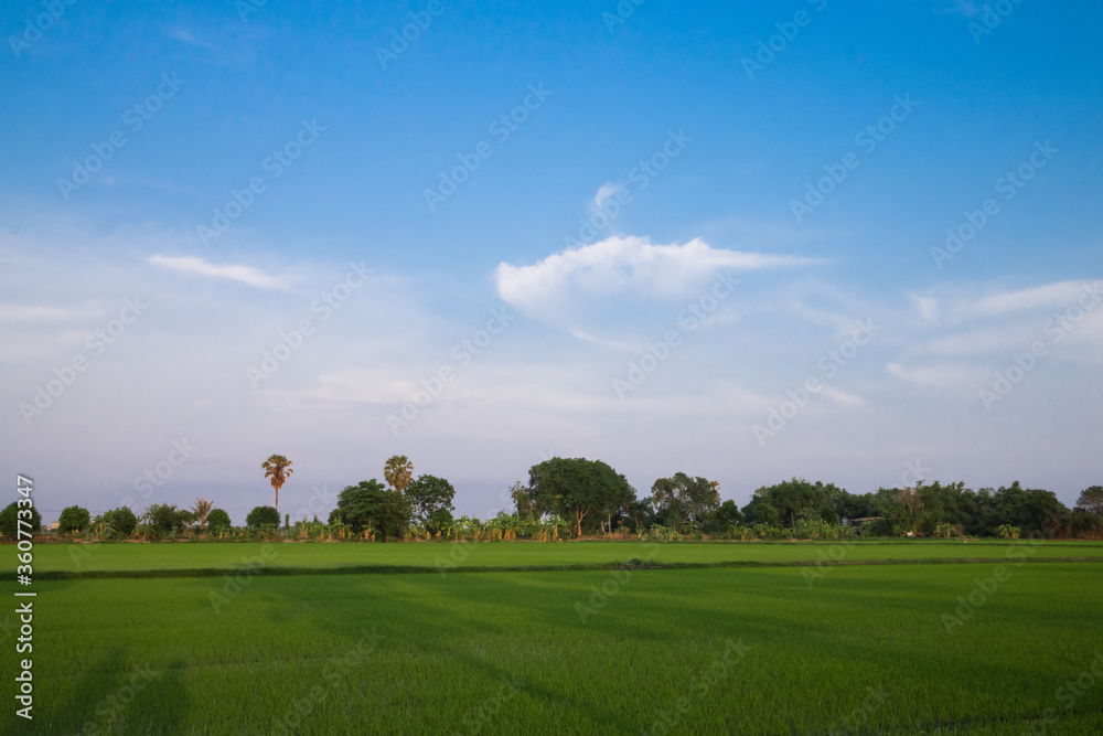 Fresh spring green grass. Beauty natural background. wallpaper green color.