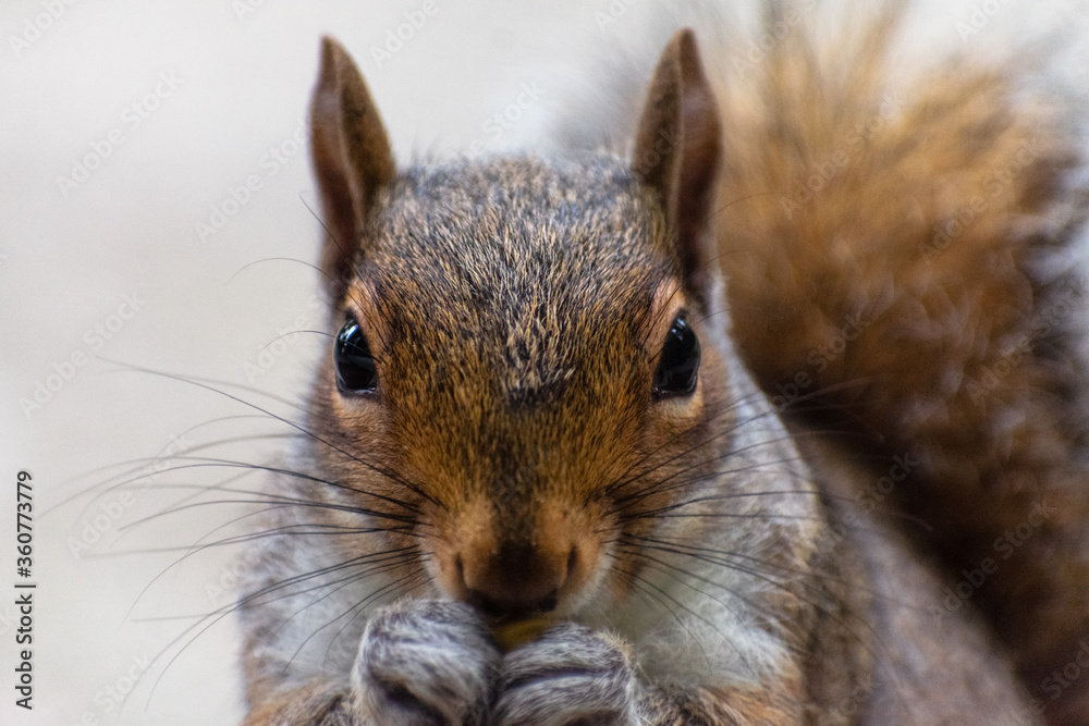 Obraz premium Adorable Squirrel Eating Corn
