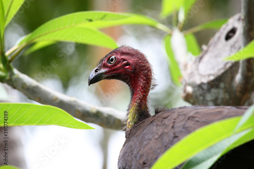 A wild bush turkey in a tree in residential area of Queensland, Australia photo