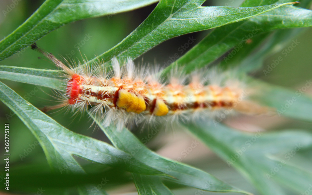 Fototapeta premium Closeup of spikey catepillar on a greville bush, queensland australia