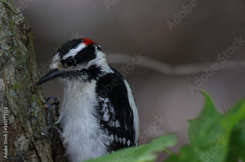 A Downy Woodpecker (Dryobates pubescens) eating from a tree, shot in Waterloo, Ontario, Canada.