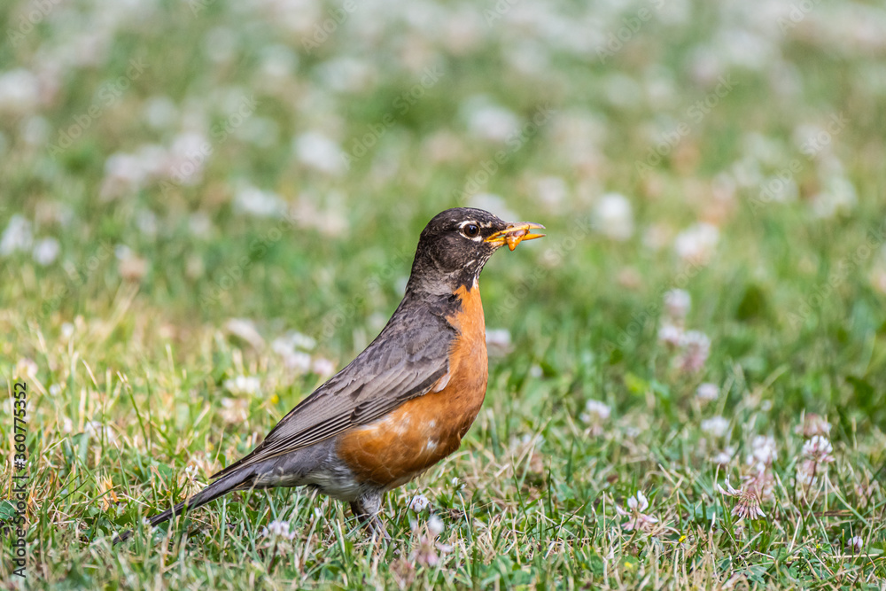 An American Robin with an insect on its mouth An American Robin with an insect on its mouth