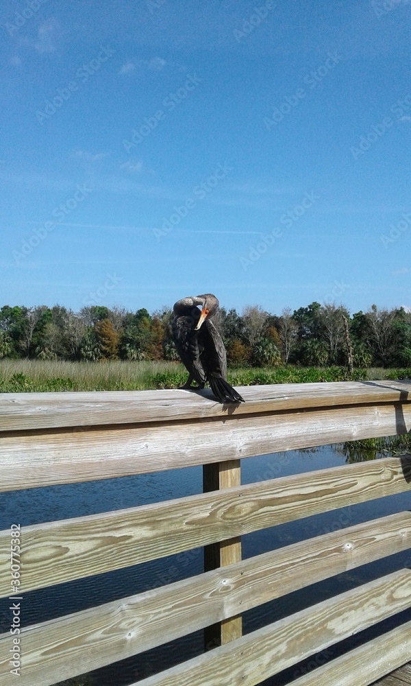 Bird on lake. Bird on lake.