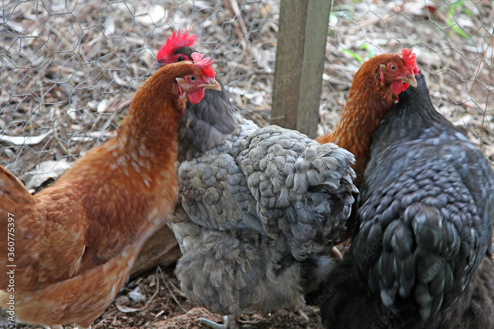 A brightly coloured rooster and chicken in a chicken enclosure