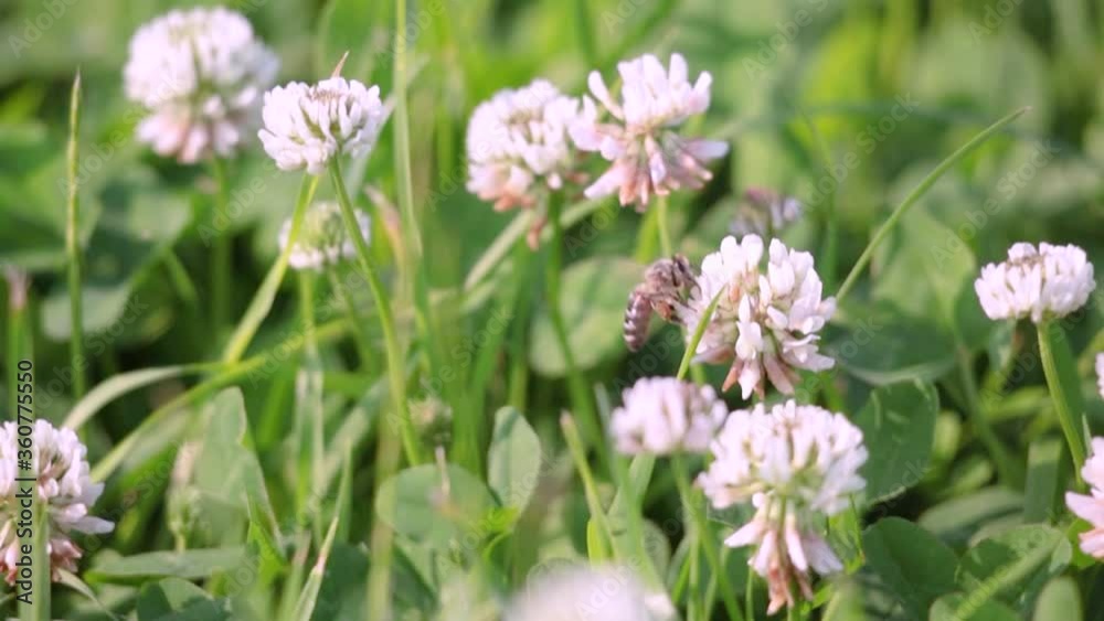 A bee collects nectar from clover flowers A bee collects nectar from clover flowers