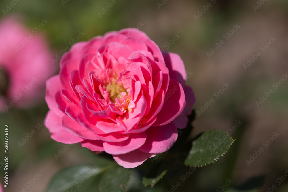 Tender roses. Background of blooming roses flowers. Sunny natural light. Rose garden