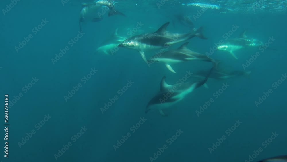 a beautiful family of dusky dolphins swim slowly around the camera, underwater shot a beautiful family of dusky dolphins swim slowly around the camera, underwater shot