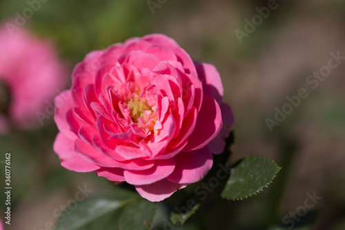 Tender roses. Background of blooming roses flowers. Sunny natural light. Rose garden