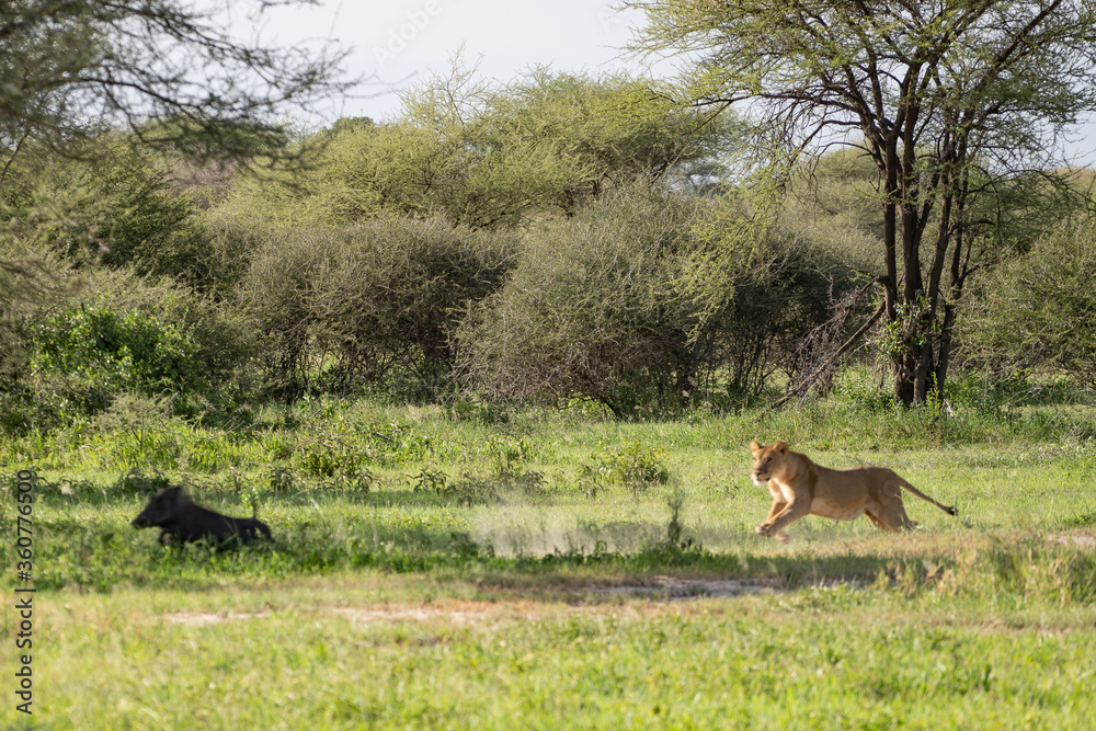 Fototapeta premium Leão / Leoa perseguindo um javali em safari na África 