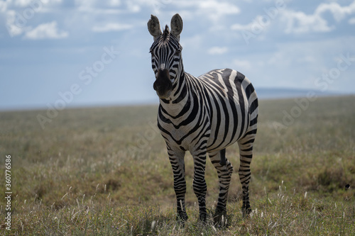 Zebra olhando para a camera em safari Africano 