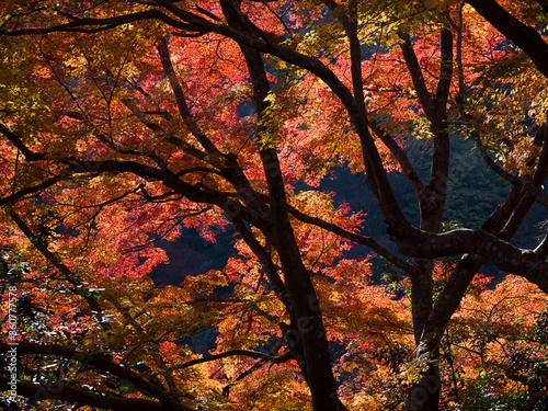 Colorful Japanese maple trees in Japan.