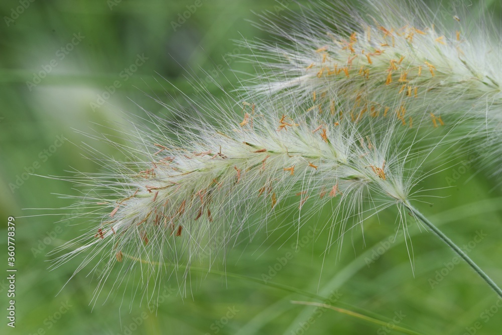 Obraz premium Pennisetum villosum is a Poaceae perennial plant that produces beautiful scenery with cool white ears from summer to autumn.
