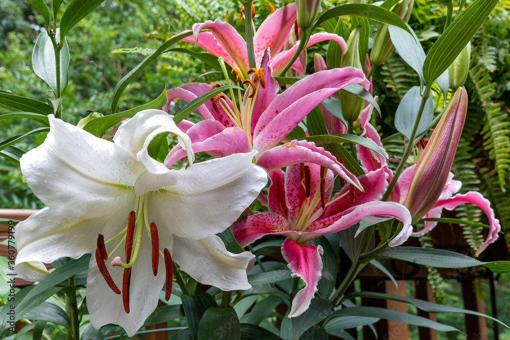 pink lilies in a garden