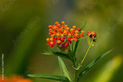 Asclepias curassavica flower