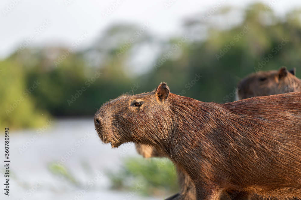 Fototapeta premium Capybara profile in the Pantanal nature, Brazil