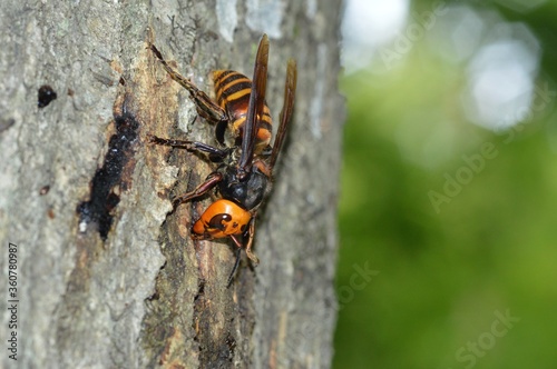 樹液を吸う雀蜂 © photolife95