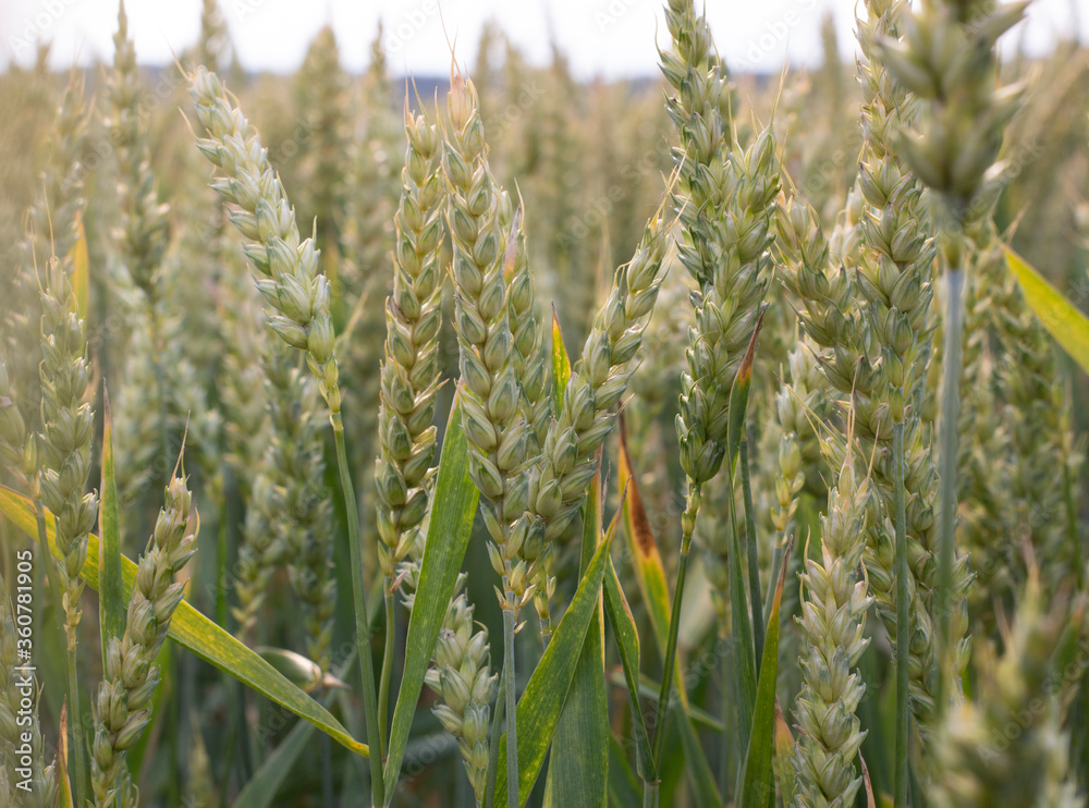 Ripening ears of wheat in the field. Growing wheat. Crop care. Checking for pests.