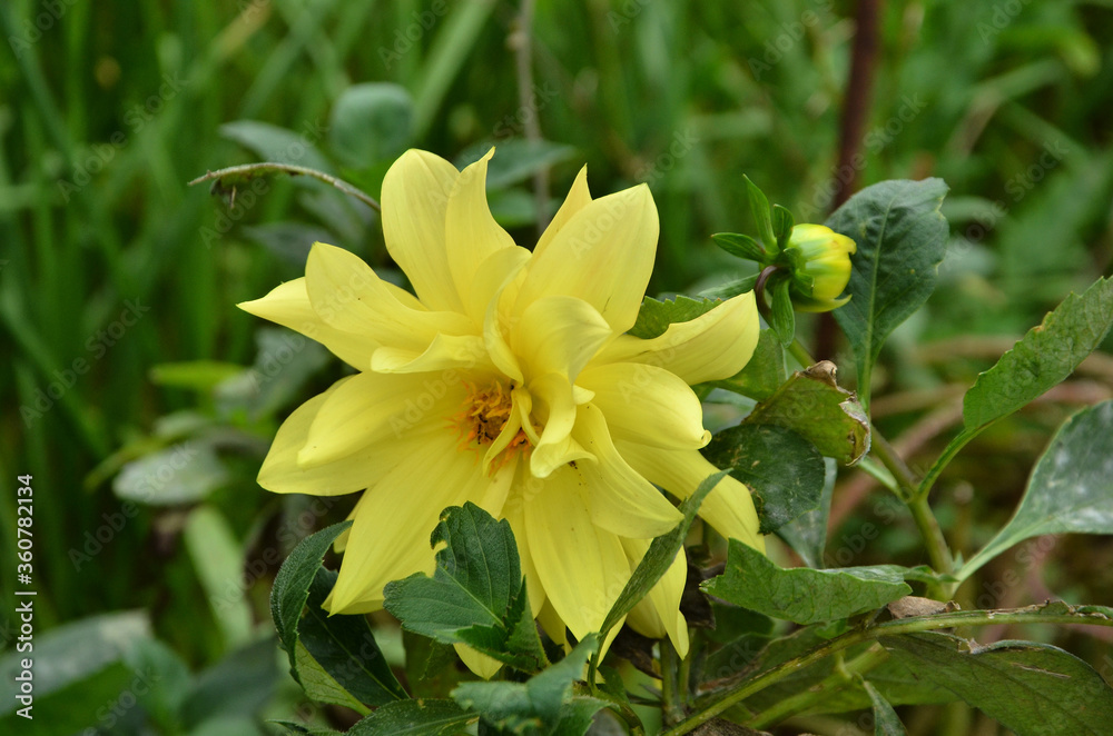 Beautiful YellowFlower In The Garden
