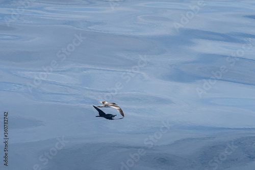 bullers sheerwater flying over the water photo