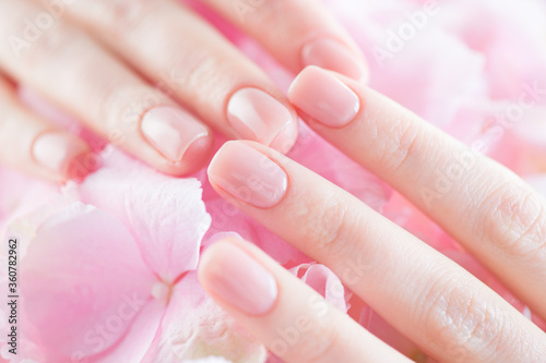 Beautiful Healthy nails. Manicure  Beautiful Woman s hands  Spa. Female hands with beautiful natural pink french elegant manicure on pink hydrangea flower. Soft skin  skincare. Salon  treatment