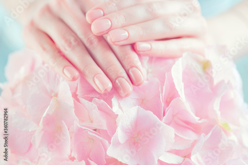 Beautiful Healthy nails. Manicure  Beautiful Woman s hands  Spa. Female hands with beautiful natural pink french elegant manicure on pink hydrangea flower. Soft skin  skincare. Salon  treatment.