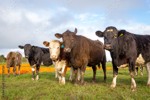 Cattle are fed carrots during winter to supplement their food on a farm in Canterbury, New Zealand