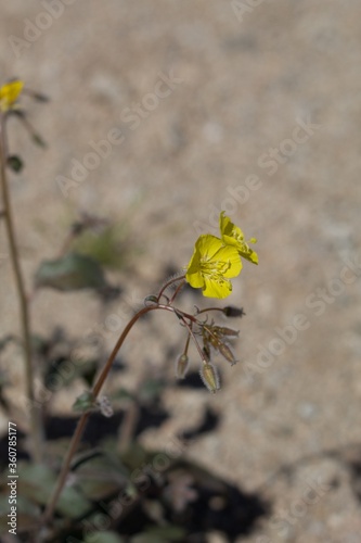 Golden blooms of Yellow Cups, Chylismia Brevipes, Onagraceae, native Herbaceous Annual in the periphery of Twentynine Palms, Southern Mojave Desert, Springtime. photo